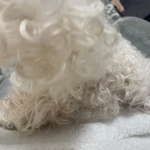 こんばんは、ぽちです🐾の写真1枚目