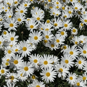 こんにちは、ゆりあですの写真1枚目