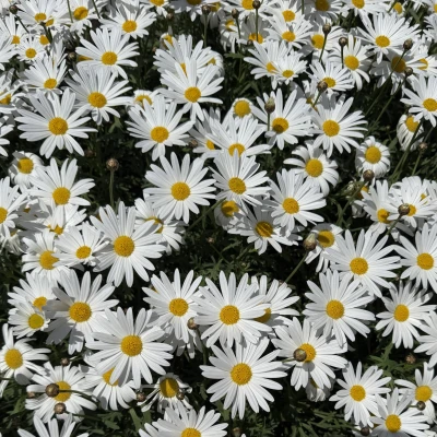 こんにちは、ゆりあです