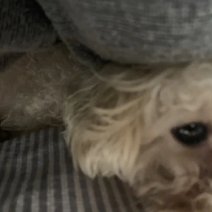 こんにちは、ぽちです🐾の写真1枚目