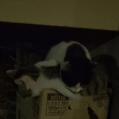 ぐでーんなネコたん