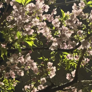 こんばんは🎶の写真2枚目