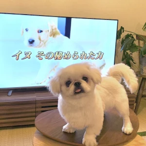 こんばんわん！みゆですⓄⒽⒶⓎⓄの写真1枚目