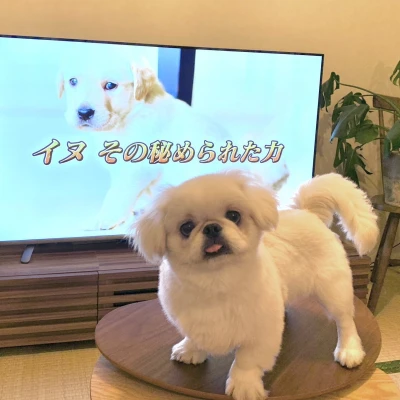 こんばんわん！みゆですⓄⒽⒶⓎⓄ