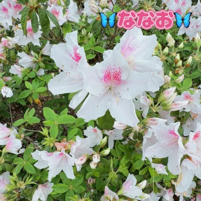 おはようございます☀ななおです🍀