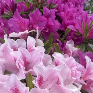 こんばんは🎶の写真1枚目