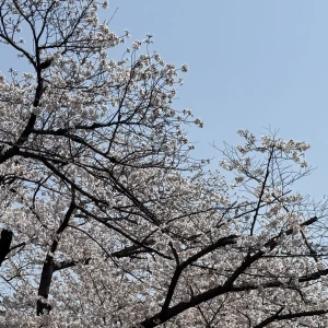 こんばんは！ゆりです！の写真1枚目