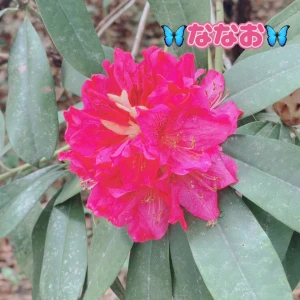 おはようございます☀の写真1枚目