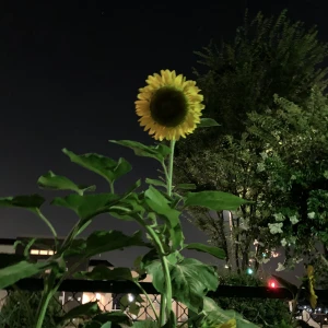 こんばんは🌙*·̩͙‎𖤐の写真1枚目