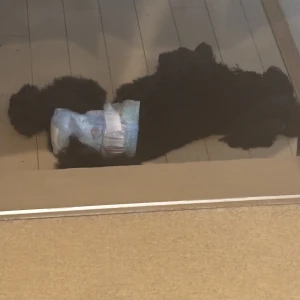 あつーいの写真1枚目