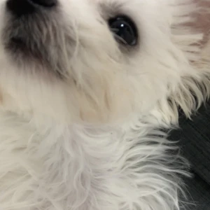 こんばんは、ぽちです🐾の写真1枚目