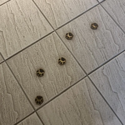 9/24(水) 20時半からいます🥫