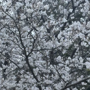 こんにちは！ティアラりなです！の写真1枚目