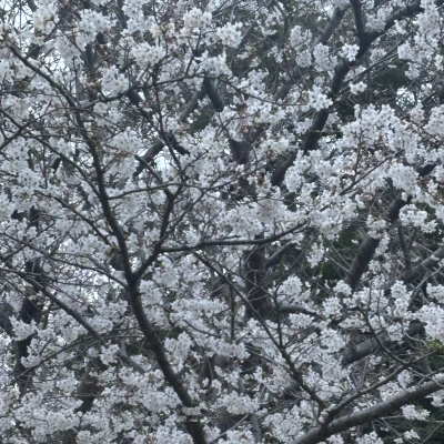 こんにちは！ティアラりなです！