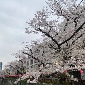 🌸🌸🍃の写真1枚目