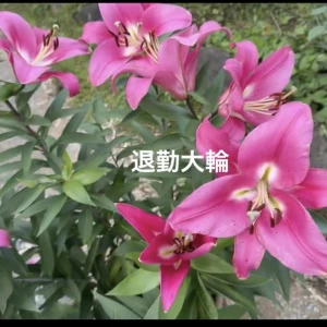 🪷7月のスケジュールと大事なお知らせ🪷の写真2枚目
