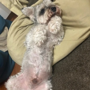 私のかわいいペットを見て！の写真1枚目