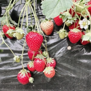 いちご狩り🍓の写真1枚目