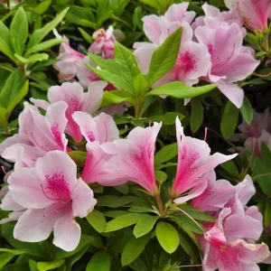 初夏の花🌺の写真3枚目