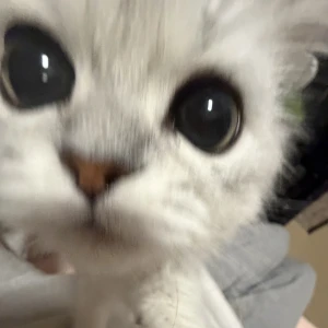 にゃはーの写真2枚目