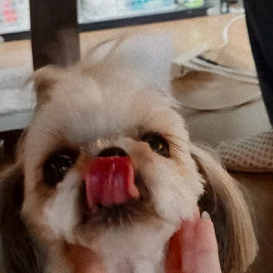 犬自慢させてけろ🐸の写真1枚目