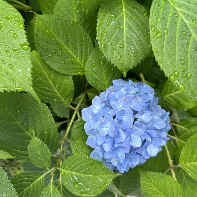 こんにちは、ゆりあです