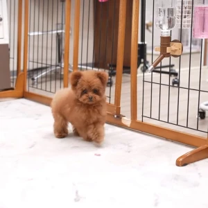 ポメプー飼いたいの写真1枚目