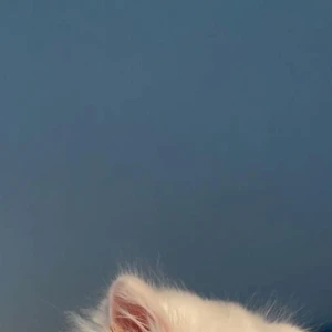 5.19の写真1枚目