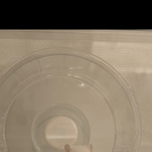 スティッチの映画の影響で自分のペットをスティッチ風に加工するの流行ってて、の写真2枚目