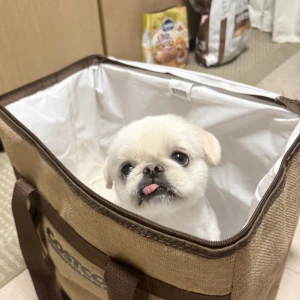 こんばんわん！みゆです！わん！の写真1枚目