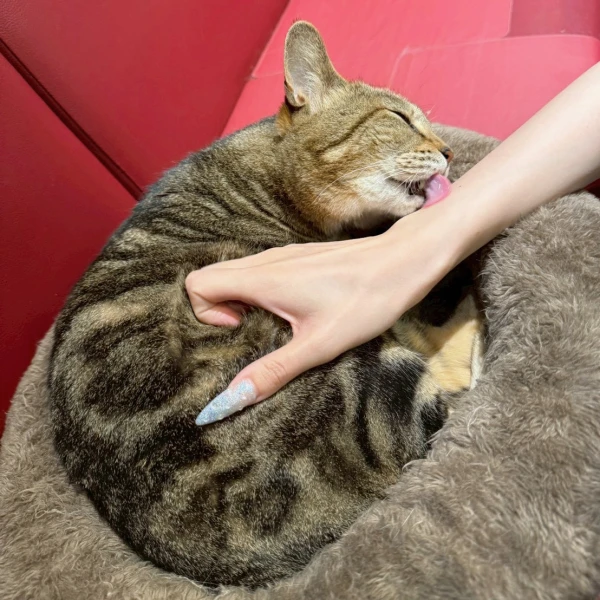 松戸セクキャバ「オーピーアイ」