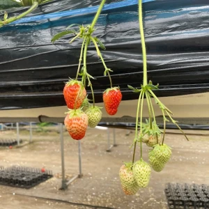 春びより🍓🌸♡の写真1枚目
