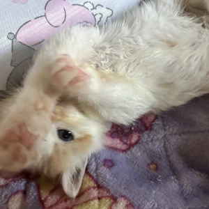 おはようございます。ゆまです🧸🥀の写真1枚目