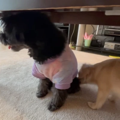 昨日起きたら犬増えてて何事かと思った🐶