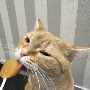 猫カフェ行った！！の写真1枚目