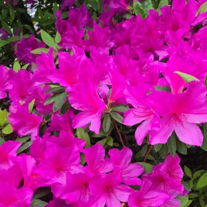 初夏の花🌺の写真1枚目