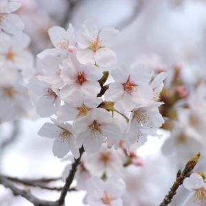 本日❣️21:00からいます❣️の写真1枚目