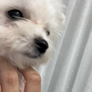 こんばんは、ぽちです🐾の写真1枚目