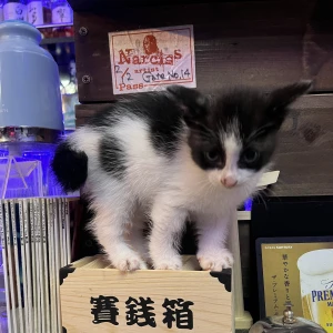 🐱🐱🐱🐱の写真1枚目