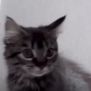 🐱ྀི🐱ྀི🐱ྀིニャ～の写真1枚目
