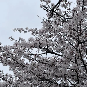 るのだよ〜🍀*゜の写真1枚目