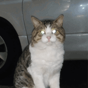 日曜日も営業やでー😺の写真1枚目