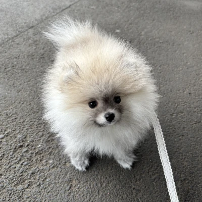 わんことおでかけ行ったよ🐾♡