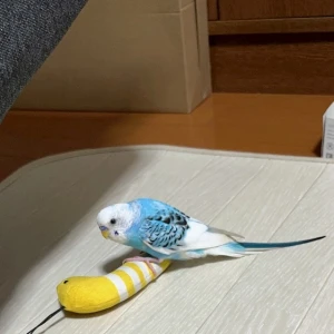 7/11②の写真1枚目