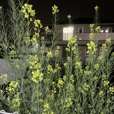 こんばんは❗️みかです✨