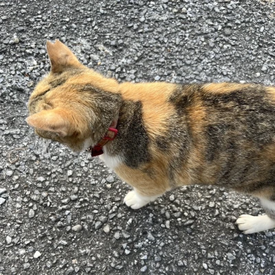 こんばんはッッッッ