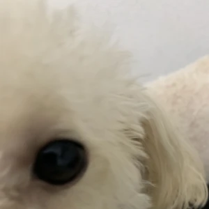 こんばんは、ぽちですの写真1枚目