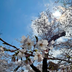 今日から新社会人！！！の写真1枚目
