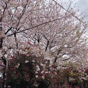桜の花びら舞いすぎてお弁当にはいった👊☺️の写真1枚目
