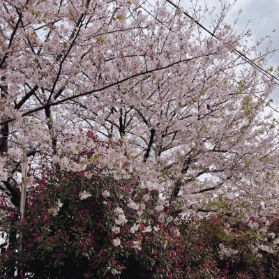 桜の花びら舞いすぎてお弁当にはいった👊☺️